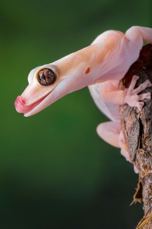 Northern Velvet Gecko