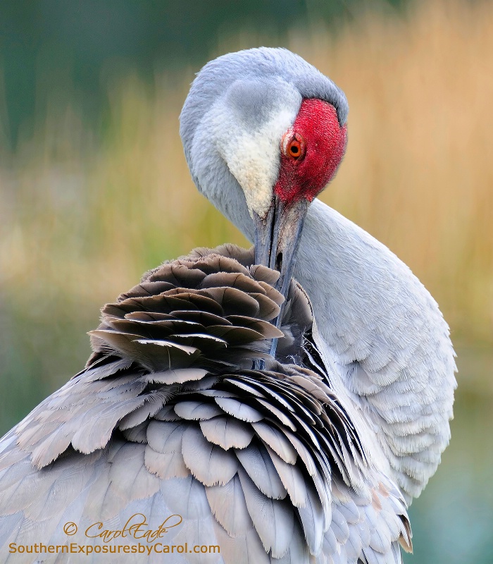 Florida Sandhill Crane