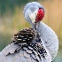 2Florida Sandhill Crane - ID: 14615600 © Carol Eade