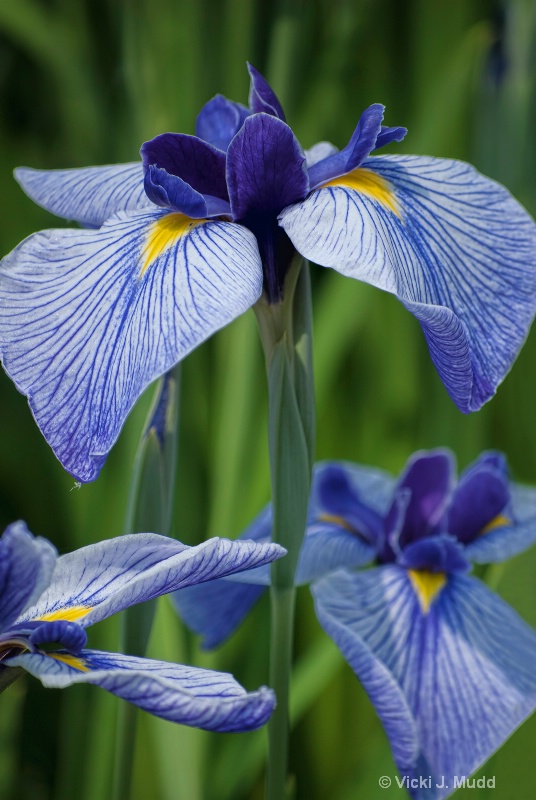 The Blue Iris Trio