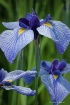 The Blue Iris Tri...