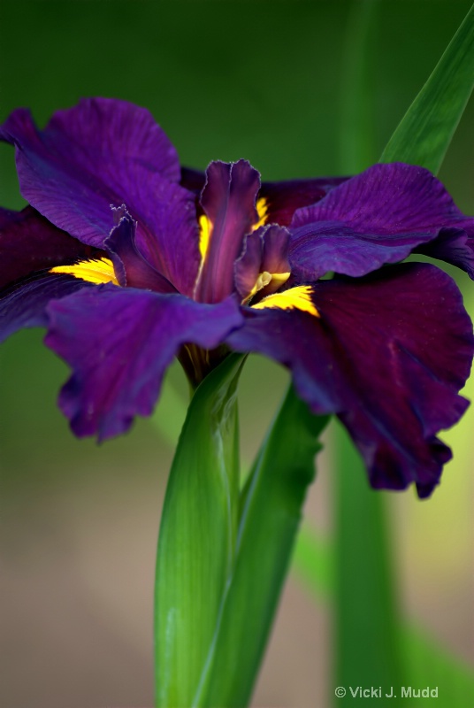 Purple Beauty Iris