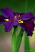Purple Beauty Iri...