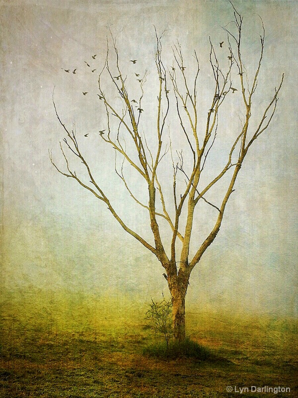 Lonely tree!