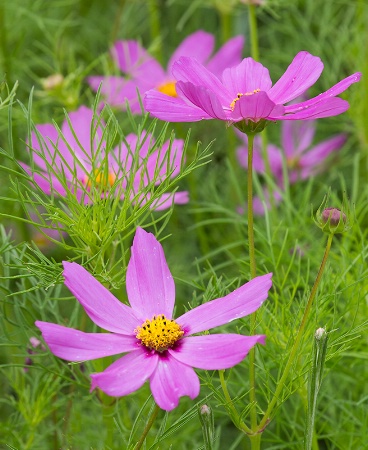 Pink Flowers