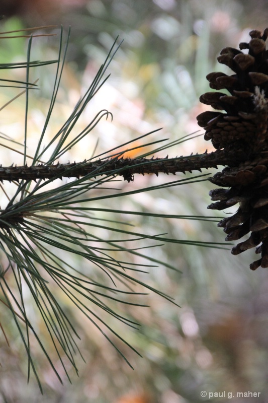 pine v cone