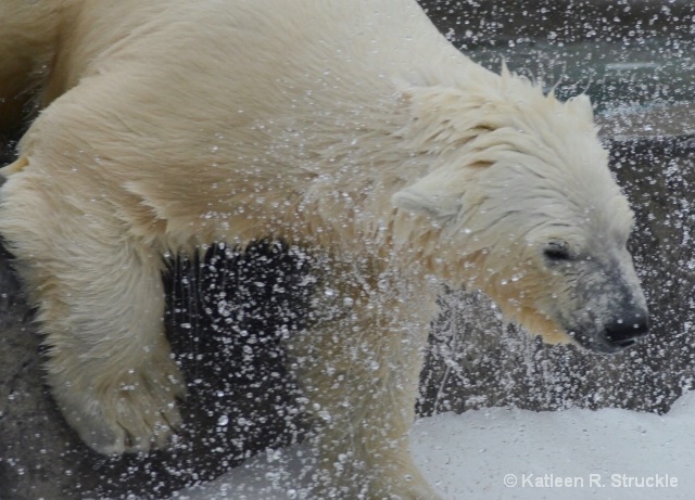 Shaking Off Water