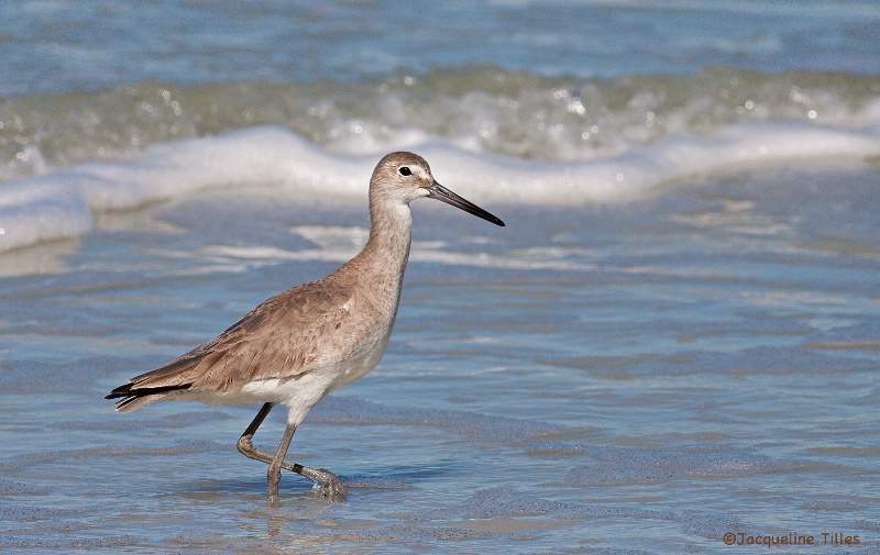 Willet on the Shore - ID: 14617409 © Jacqueline A. Tilles