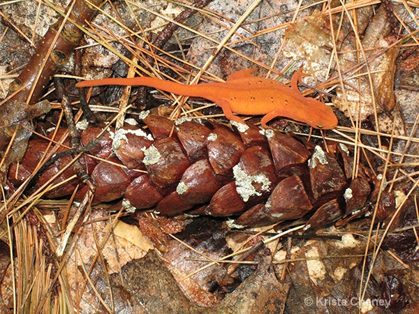 Red eft - ID: 14618539 © Krista Cheney