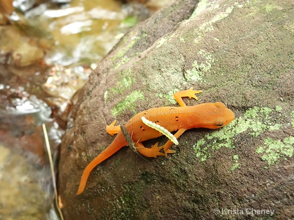 Red eft, et al. - ID: 14618540 © Krista Cheney