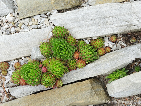 Hens and chicks - ID: 14618546 © Krista Cheney