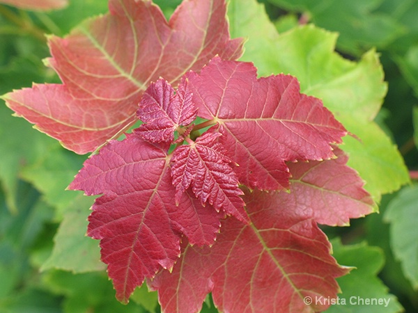 New maple leaves - ID: 14618547 © Krista Cheney