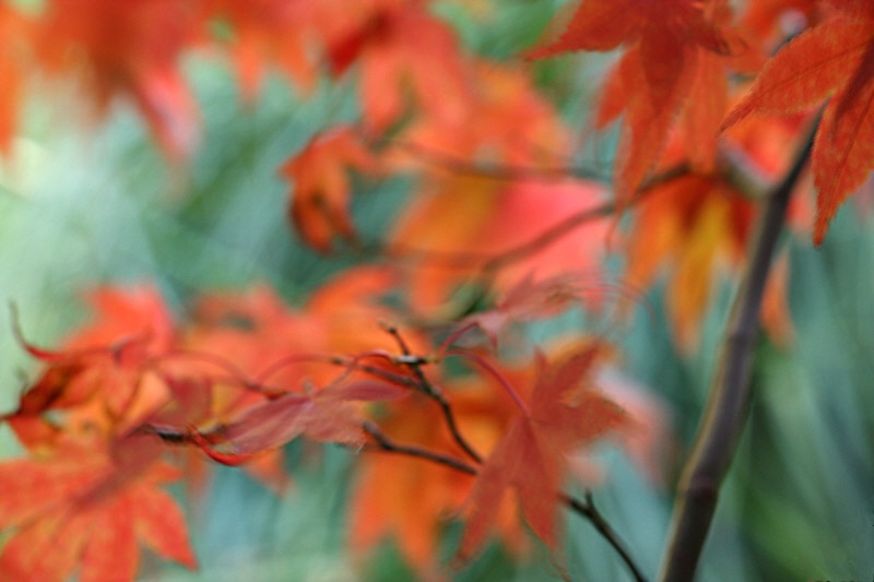 Maple leaves in the wind#2