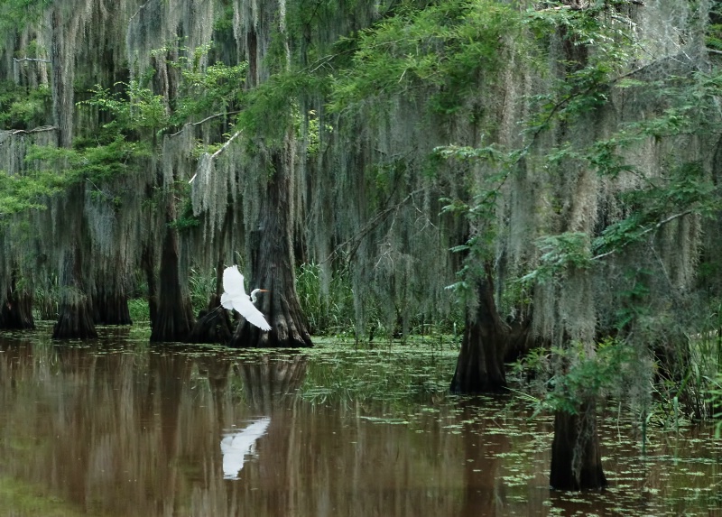 The Great Egret