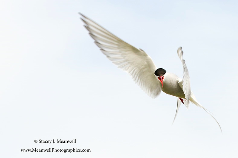 Arctic Tern - Iceland - ID: 14618755 © Stacey J. Meanwell