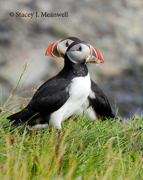 Puffins - Iceland - ID: 14618763 © Stacey J. Meanwell