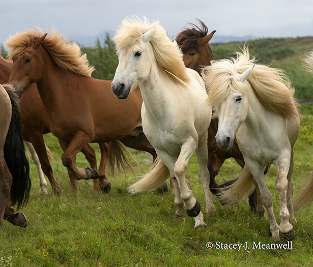 Icelandic Ponies - ID: 14618770 © Stacey J. Meanwell