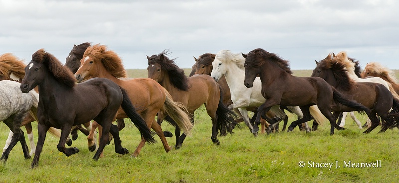Wild Horses - ID: 14618772 © Stacey J. Meanwell