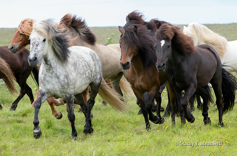 Icelandic Ponies - ID: 14618773 © Stacey J. Meanwell