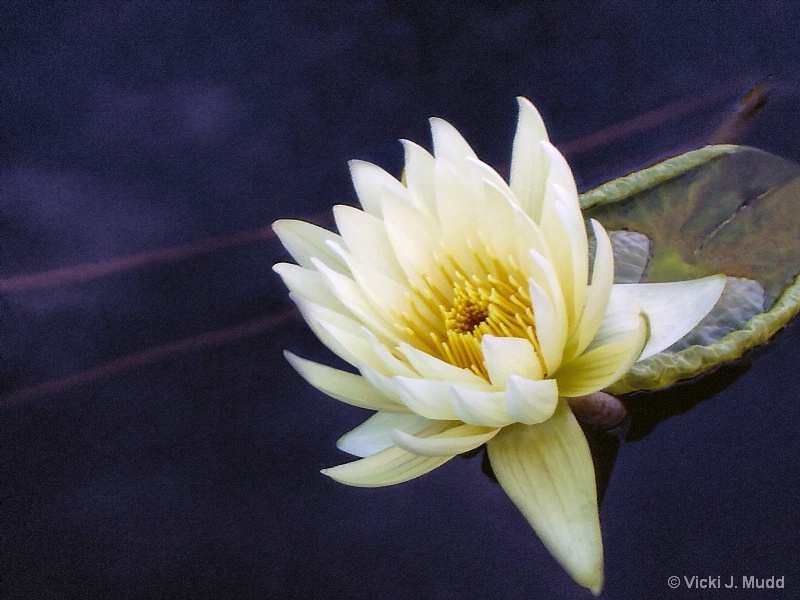 Pale Morning Waterlily