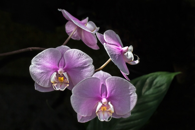 Orchid Quartet    