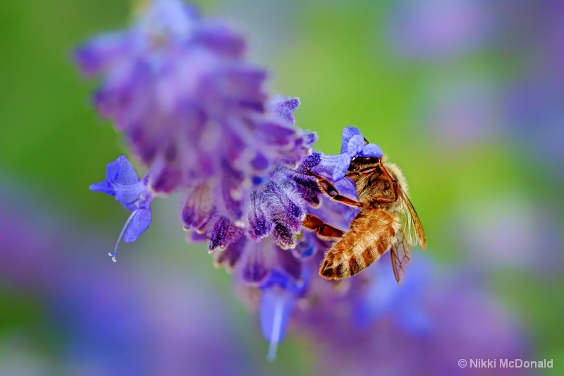 Bee on Russian Sage