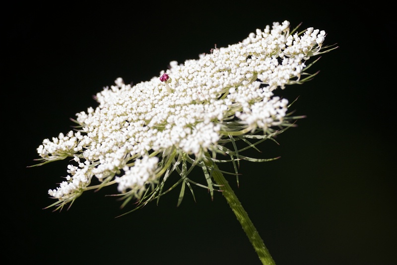 Queen Anne's Lace