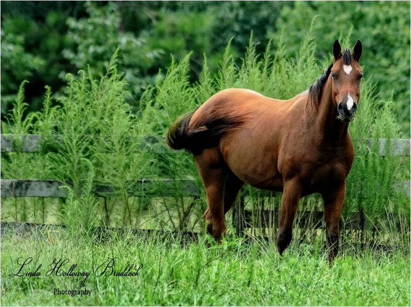 Horse In Pasture
