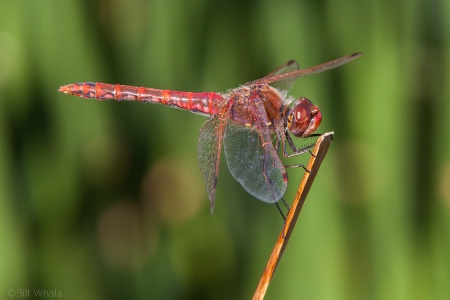 Variegated Meadowhawk Dragonfly