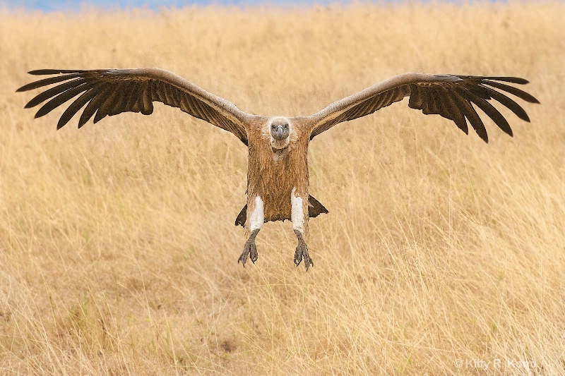 African White Backed Vulture Coming in for Lunch