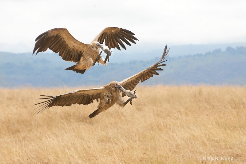 Two African White Backed Vultures