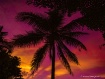 Sunset Palm