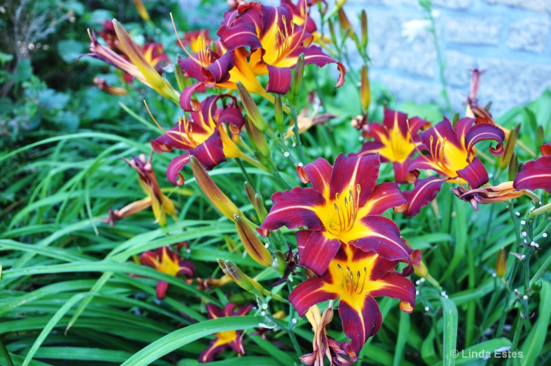 Purple Tigers - ID: 14621919 © Linda Estes