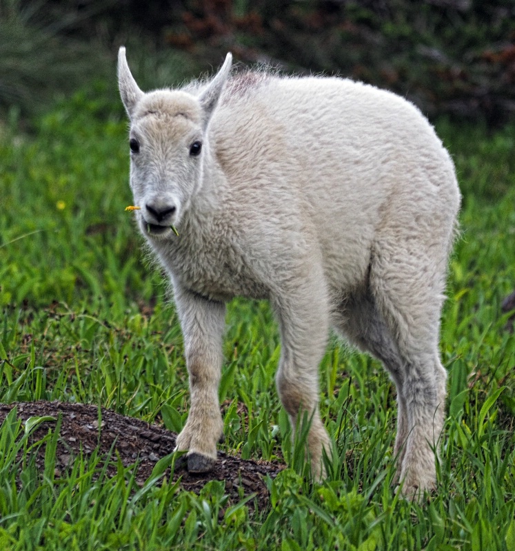 Munching on Glacier Lilies