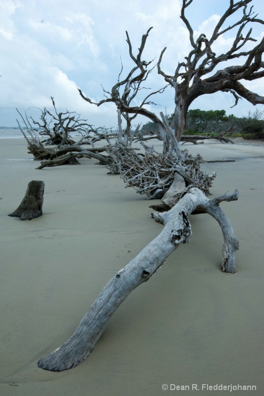 Driftwood Beach Revealed