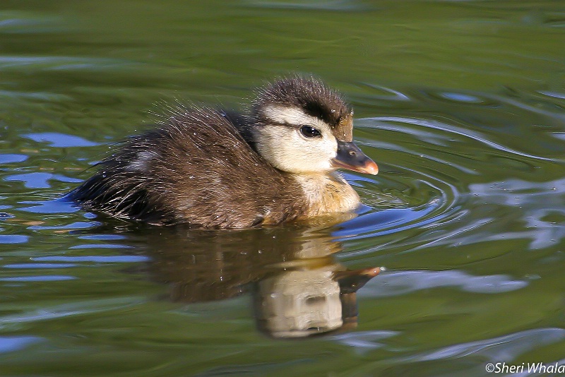 Baby Wood Duck