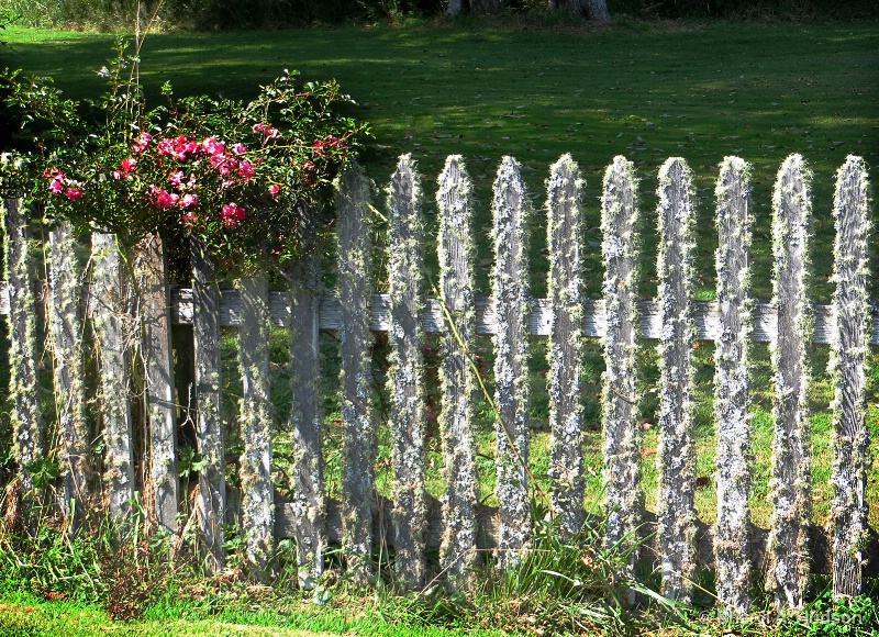Old Fence in Oysterville, Washington - ID: 14623188 © Sheryl A. Hudson