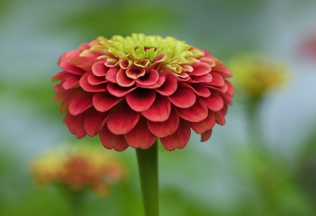 Pink Zinnia