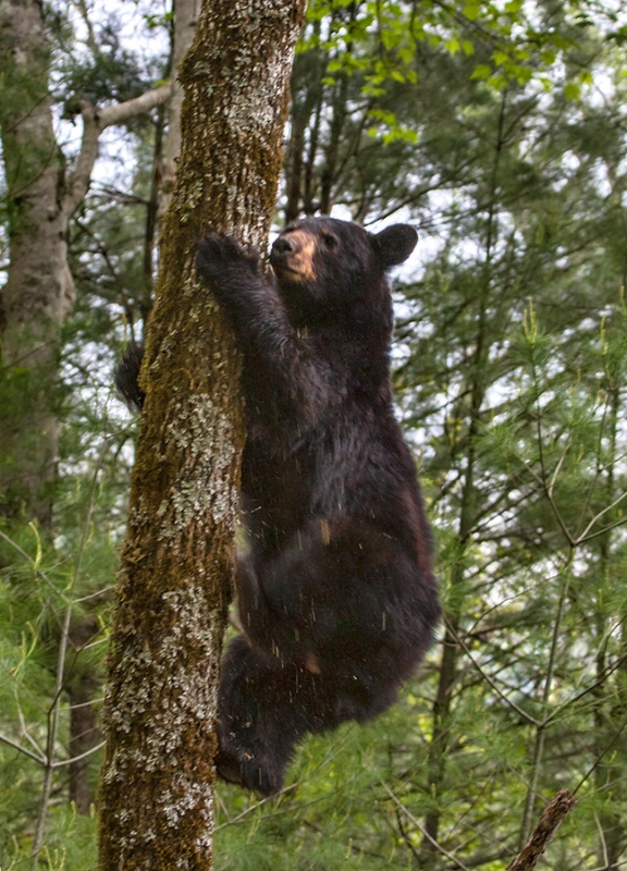 Tree Climbing Bear    