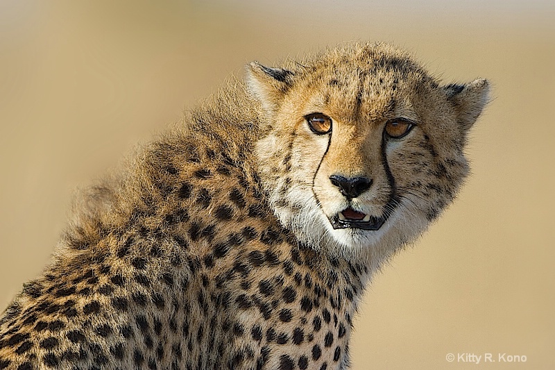 Beautiful Face of the Cheetah Cub 