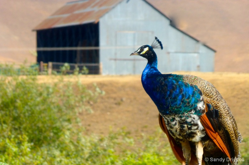 D'Archangel Ranch Peacock
