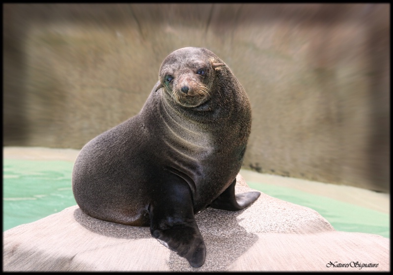 ~ Blind Seal ~ - ID: 14624692 © Trudy L. Smuin