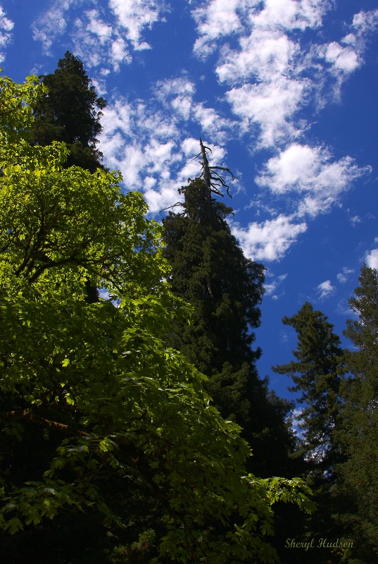 Majestic Redwoods