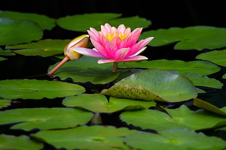 Water Lily