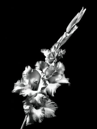 Gladiola, BW