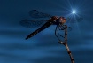 Beauty In The End...