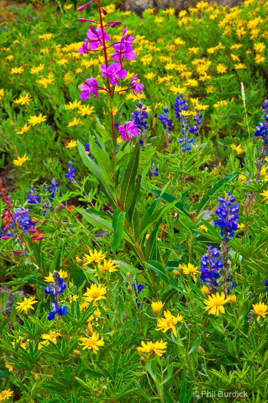 Cottonwood Pass Bouquet - ID: 14625576 © Phil Burdick
