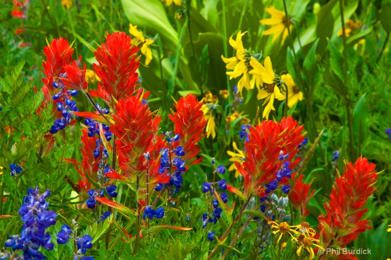 Washington Gulch Bouquet - ID: 14625585 © Phil Burdick