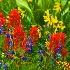 © Phil Burdick PhotoID # 14625585: Washington Gulch Bouquet