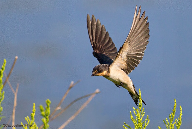 Barn Swallow - ID: 14626053 © Jacqueline A. Tilles